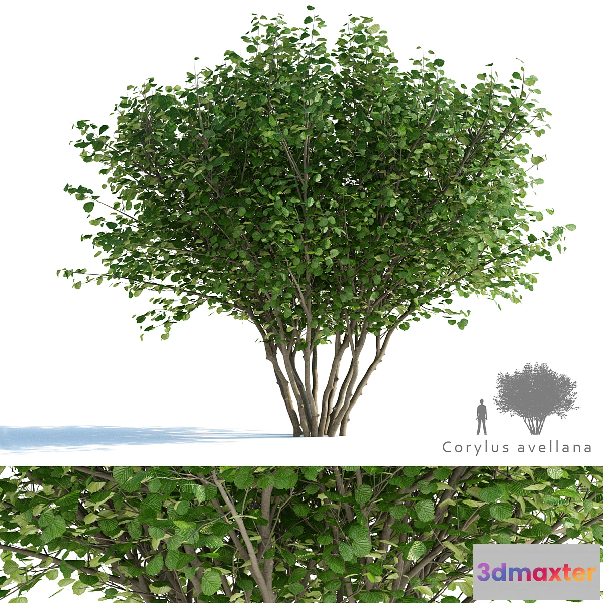 1408664 - Common hazel  Corylus avellana 3D Max