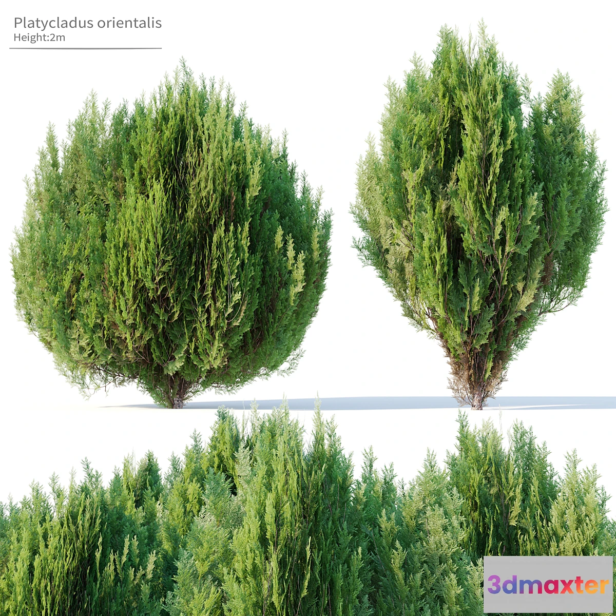 1409044 - Platycladus orientalis 3D Max