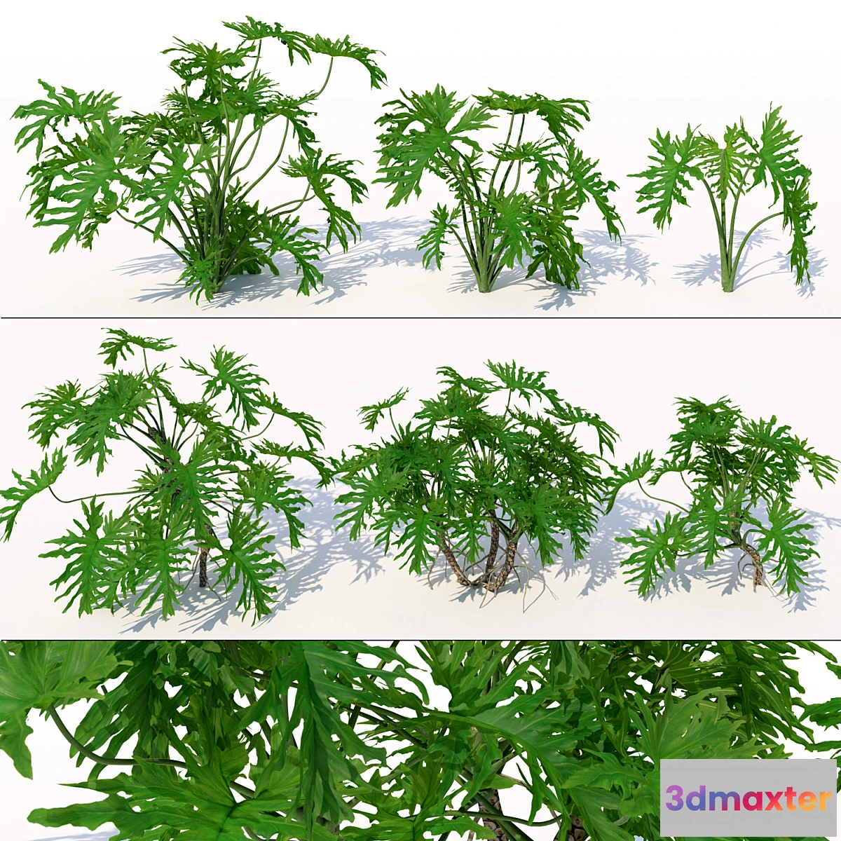 1409110 - Philodendron 3D Max
