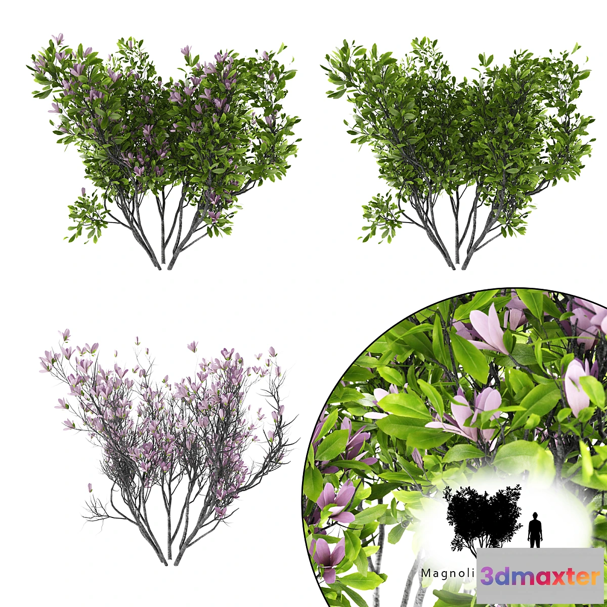1413476 - Magnolia Susan bush  Magnolia hibrida Susan 3D Max