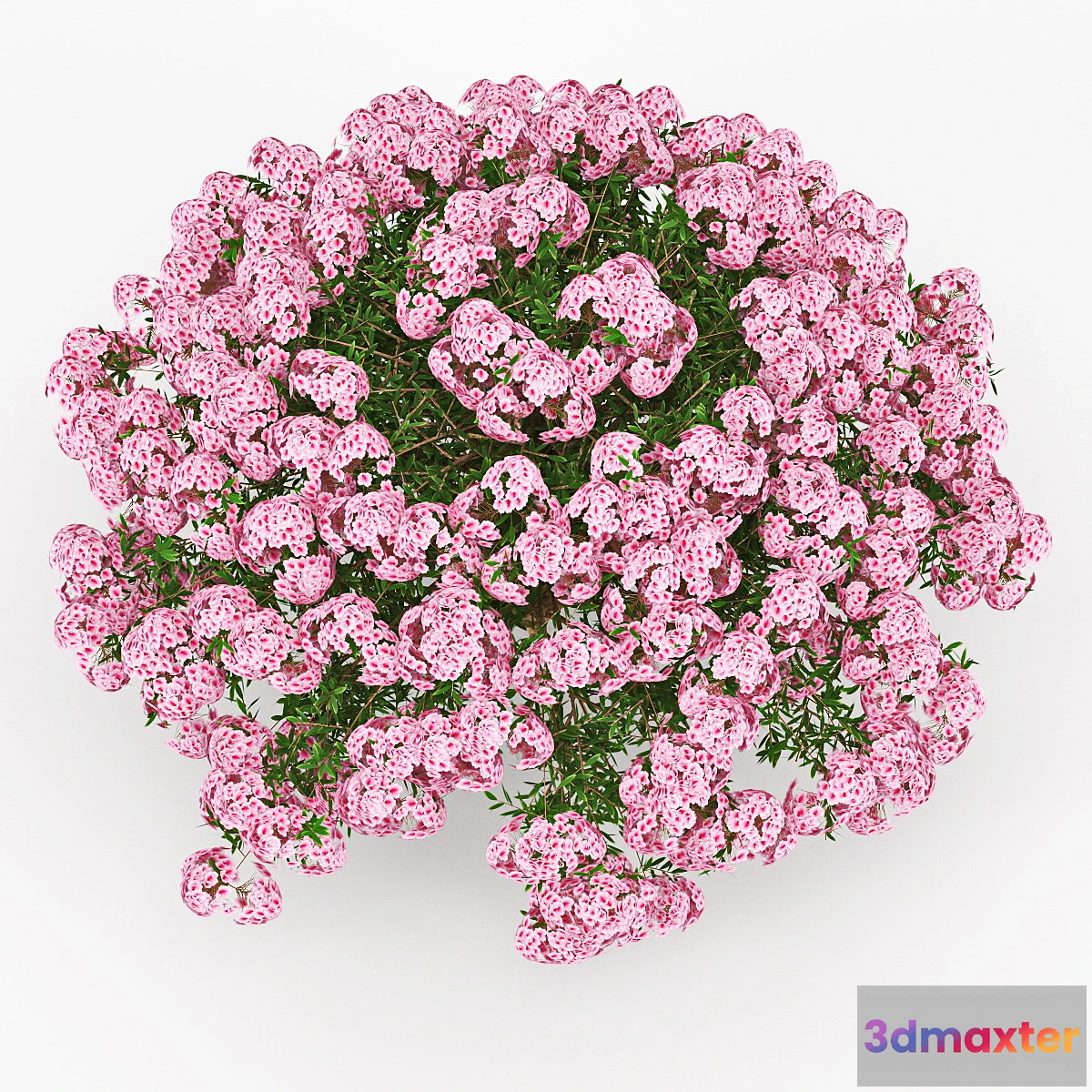 1413514 - Azalea 3D Max