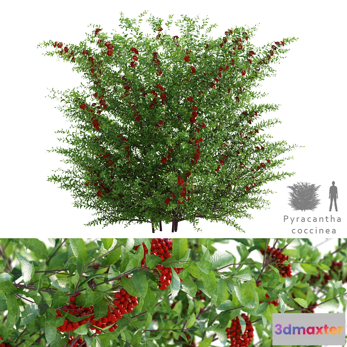 1414276 - Pirakanta ala  Pyracantha coccinea 3D Max