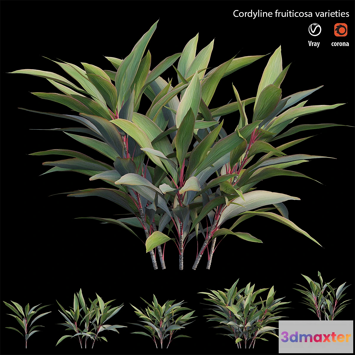 1416034 - Cordyline fruiticosa varieties 3D Max