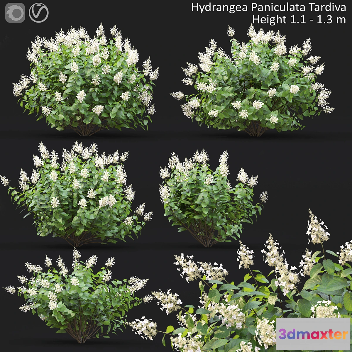 1416360 - Hydrangea Paniculata 3D Max