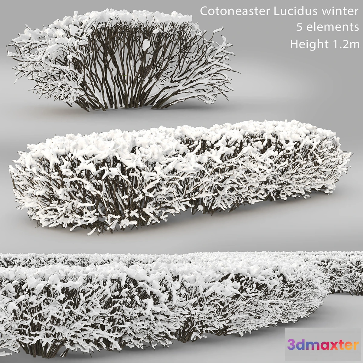 1417326 - Cotoneaster lucidus. Winter hedge # 1 3D Max