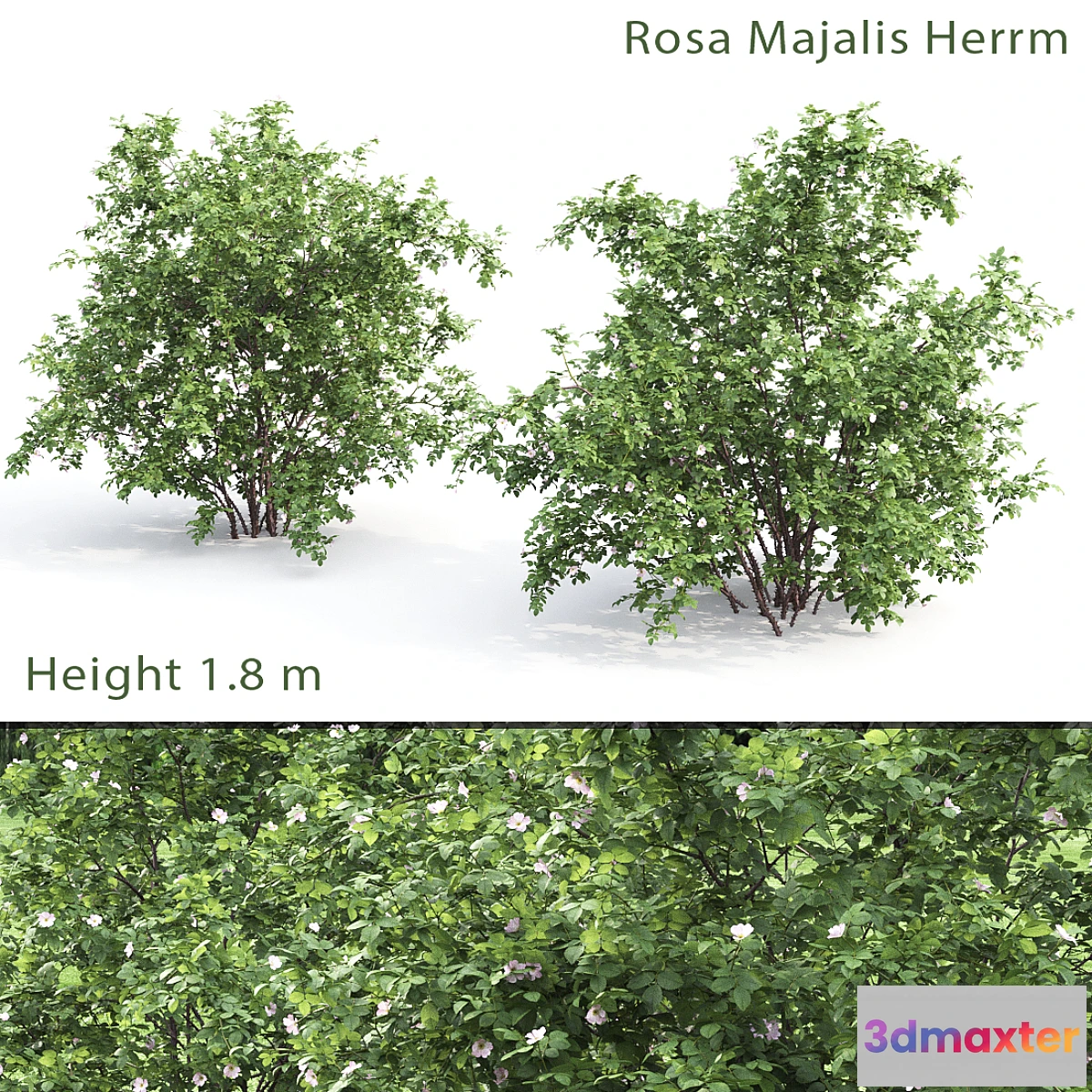 1418230 - Rosehip bush # 1 (Rosa Majalis Herrm) 3D Max