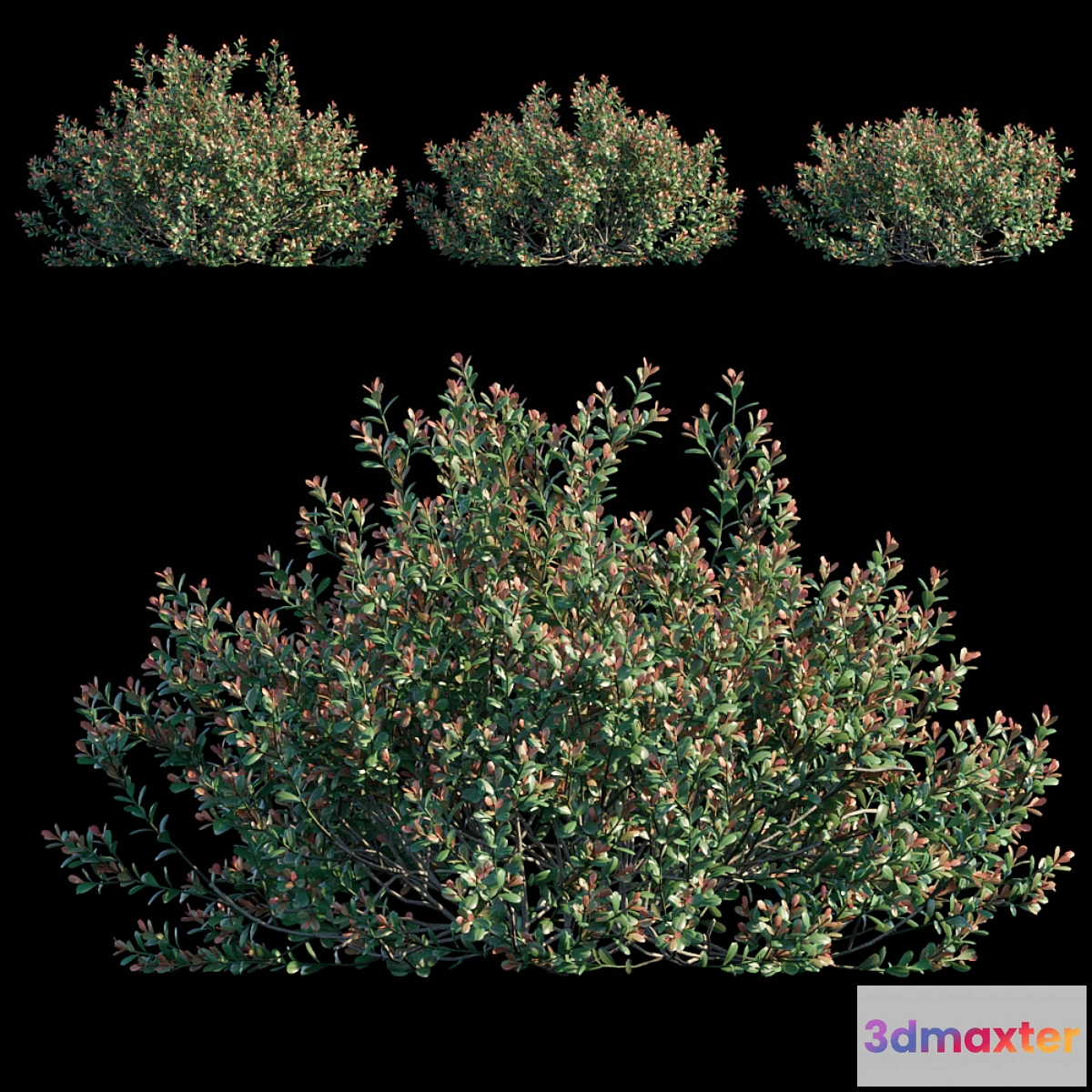 1420312 - Ilex Crenata 3D Max