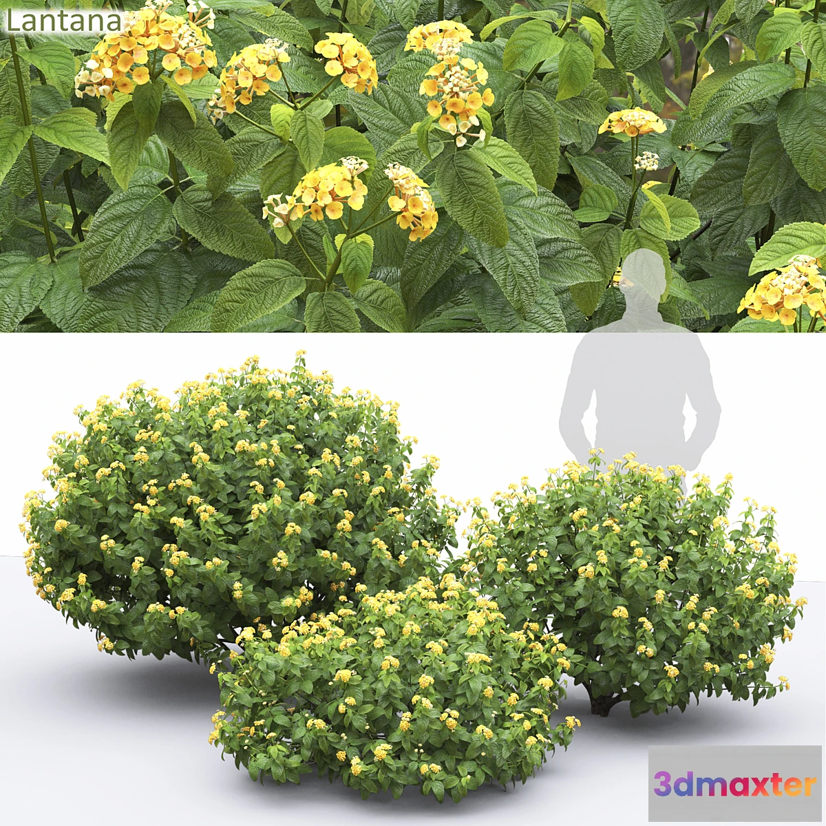 1420362 - Lantana 3D Max