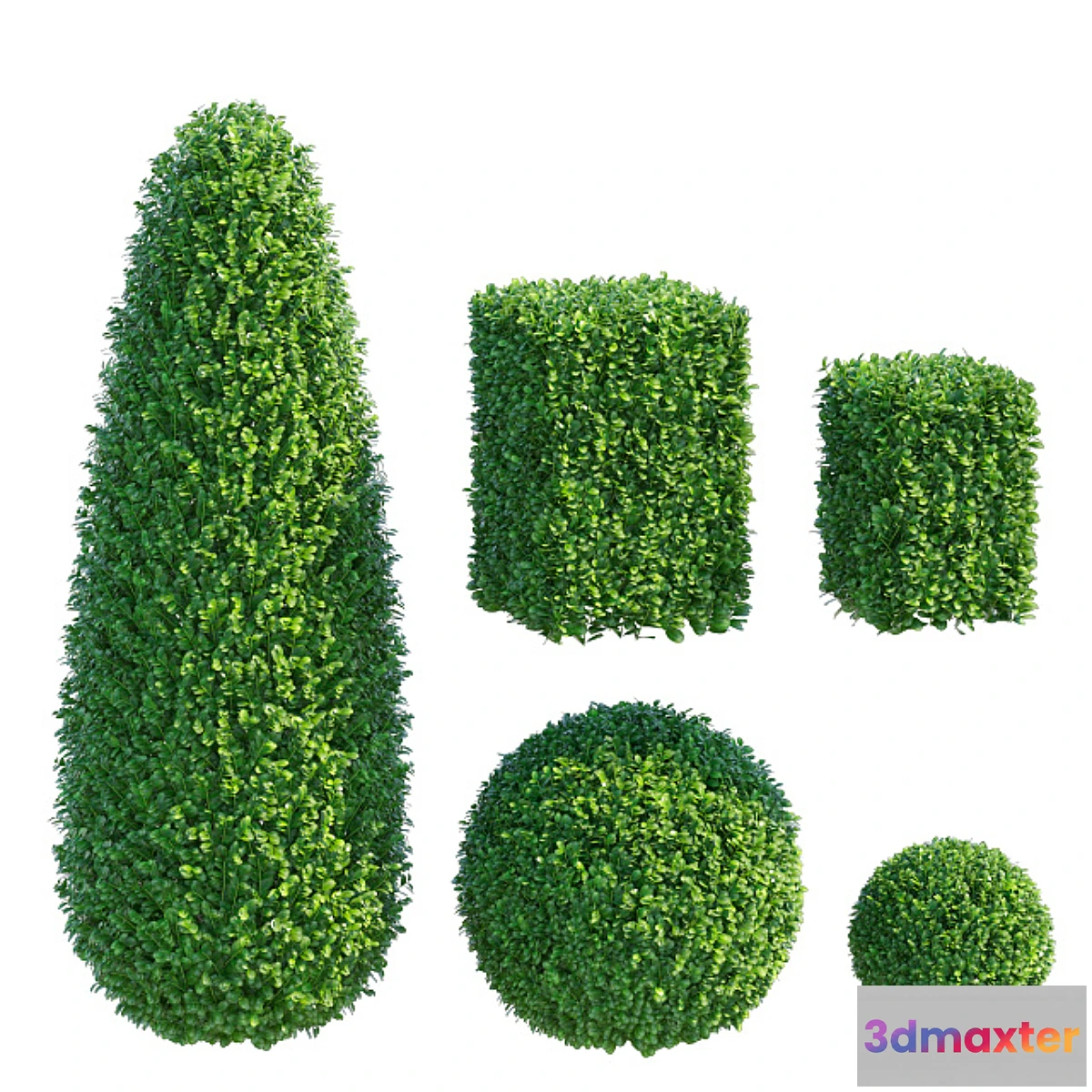 1421366 - Boxwood 3D Max