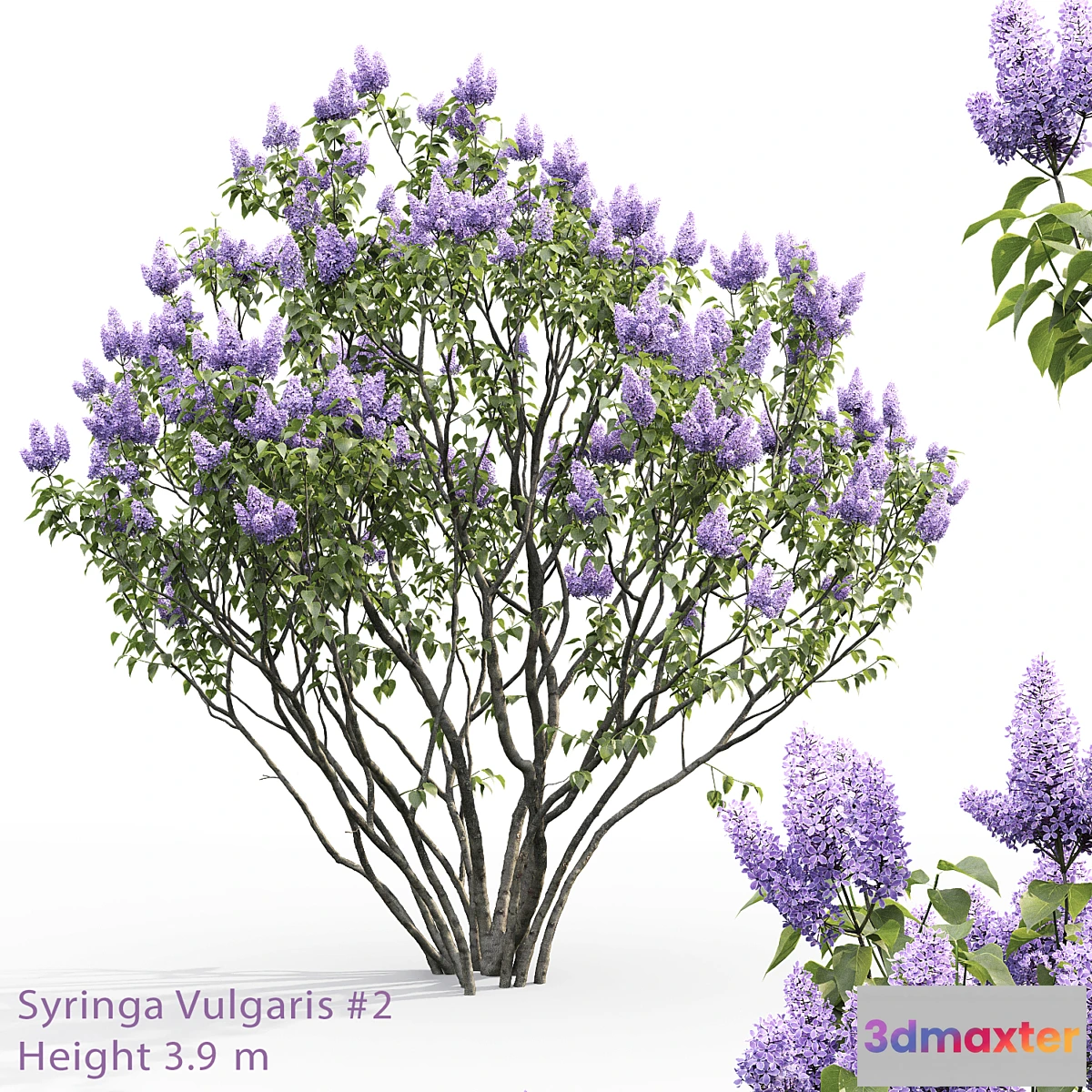 1421748 - Syringa vulgaris # 2 3D Max