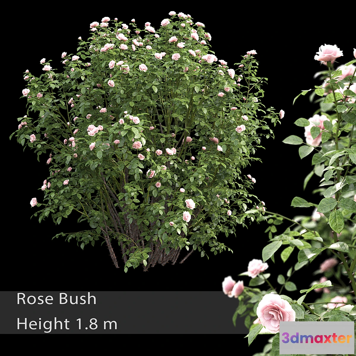 1422456 - Rose bush # 3 3D Max