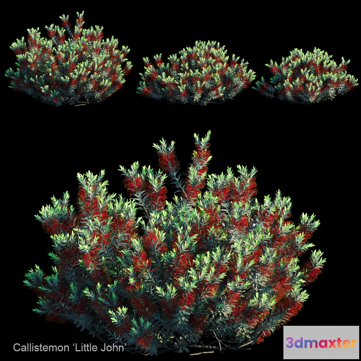 1423064 - Callistemon  Little john 3D Max