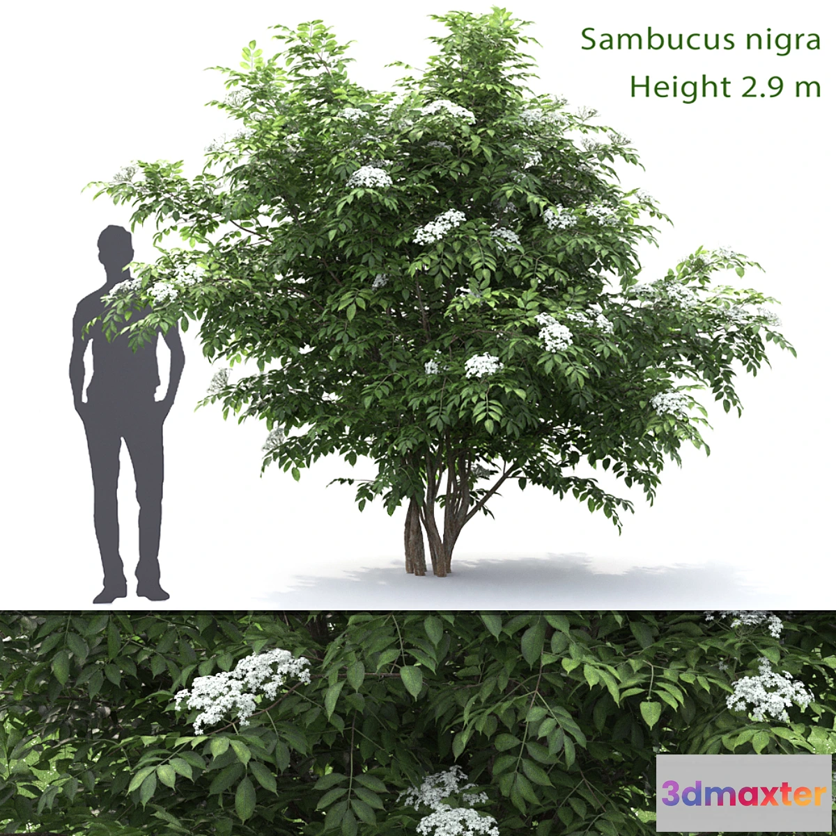 1423274 - Sambucus nigra # 1 3D Max