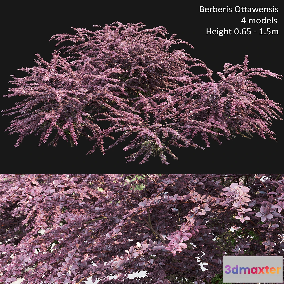 1423628 - Berberis Ottawensis # 1 3D Max