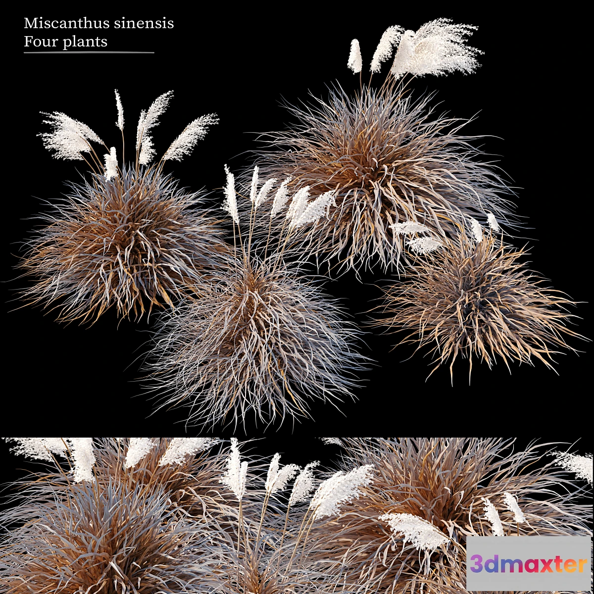 1426758 - Dry miscanthus sinensis 3D Max