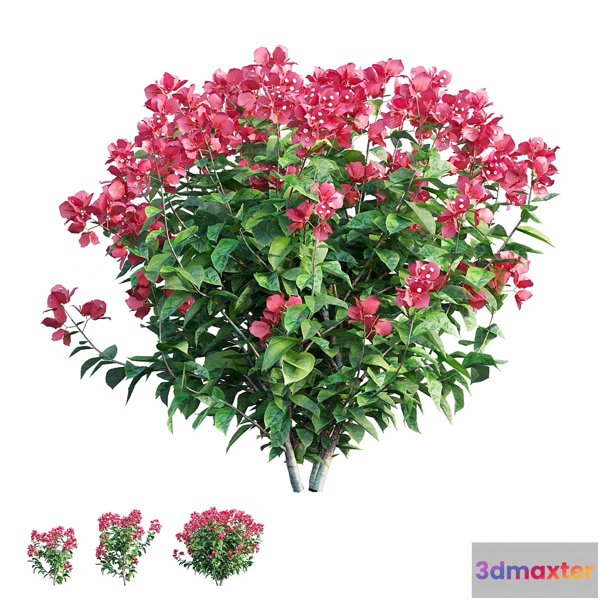 1426774 - Bougainvillea plant set 36 3D Max
