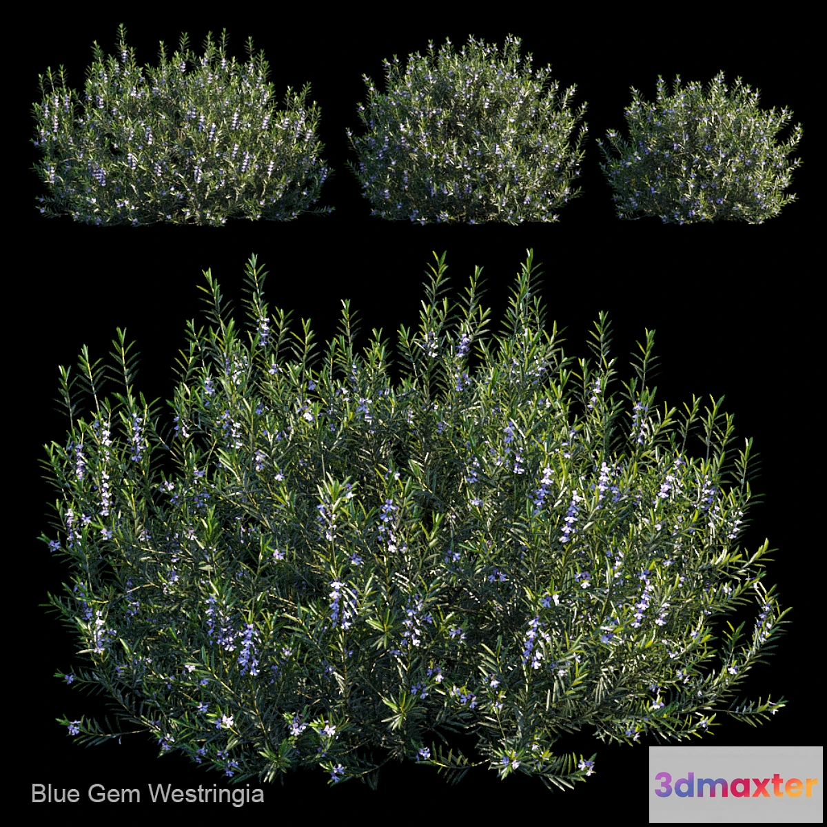 1428470 - Blue gem westringia 3D Max
