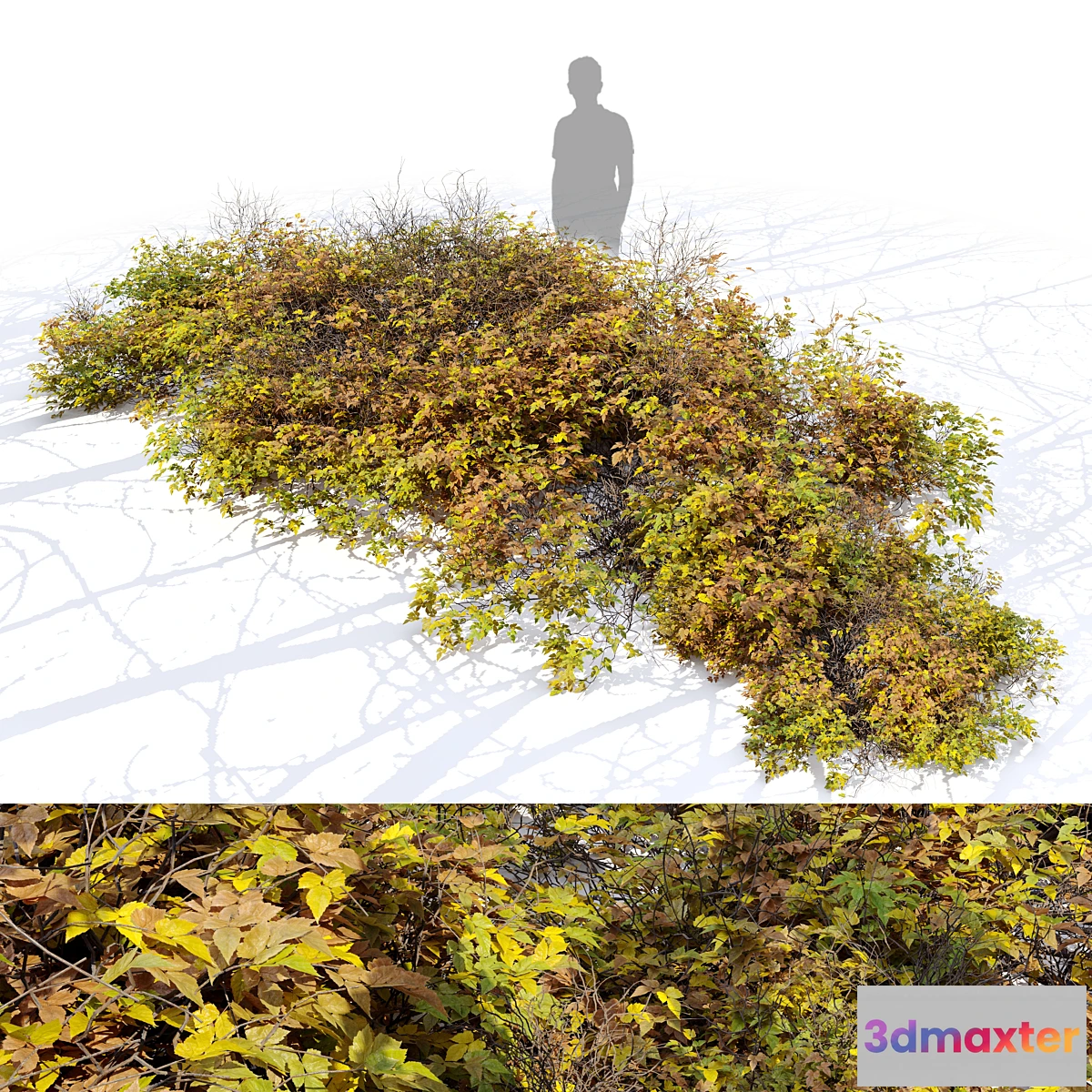 1428832 - Bush 024 3D Max