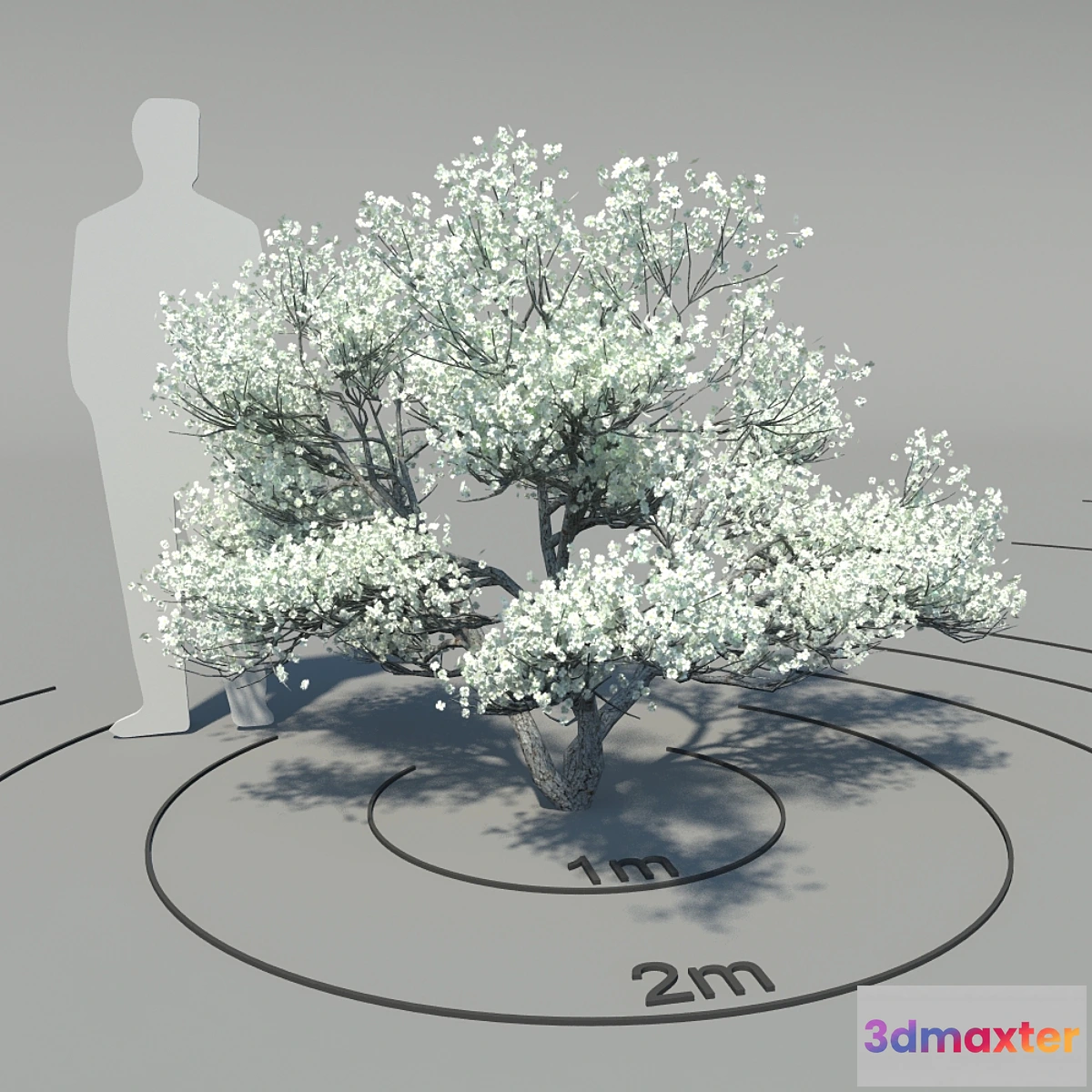 1429060 - Flowering dogwood (Cornus florida) 3D Max