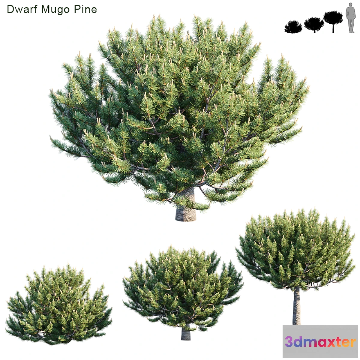 1429926 - Dwarf Mugo Pine # 2 3D Max