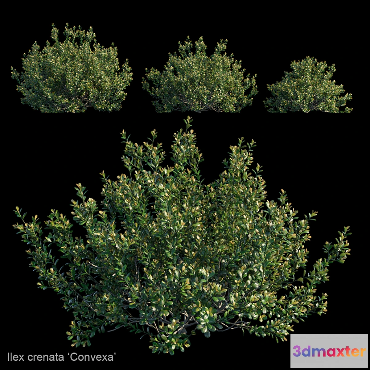 1430726 - Ilex crenata  Convexa 3D Max