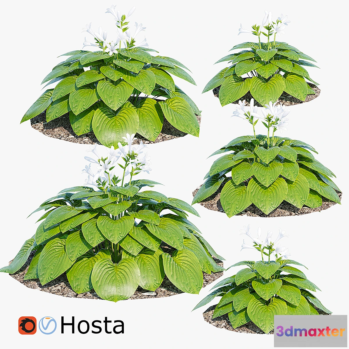 1433762 - Hosta two 3D Max
