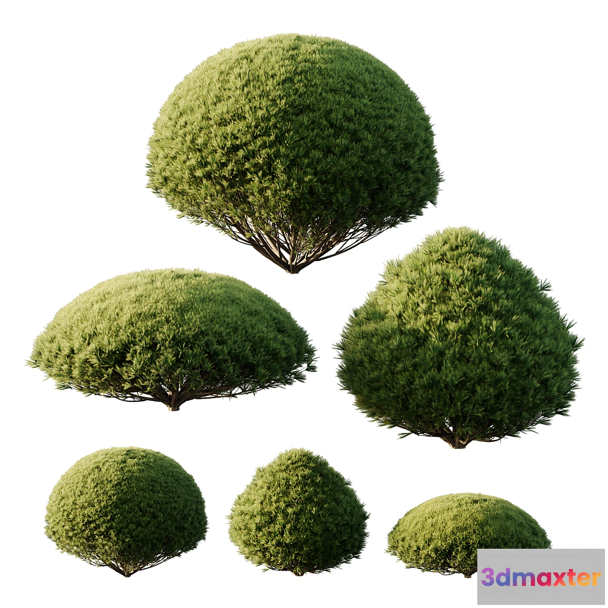 1433920 - Pinus Mugo Bush03 3D Max