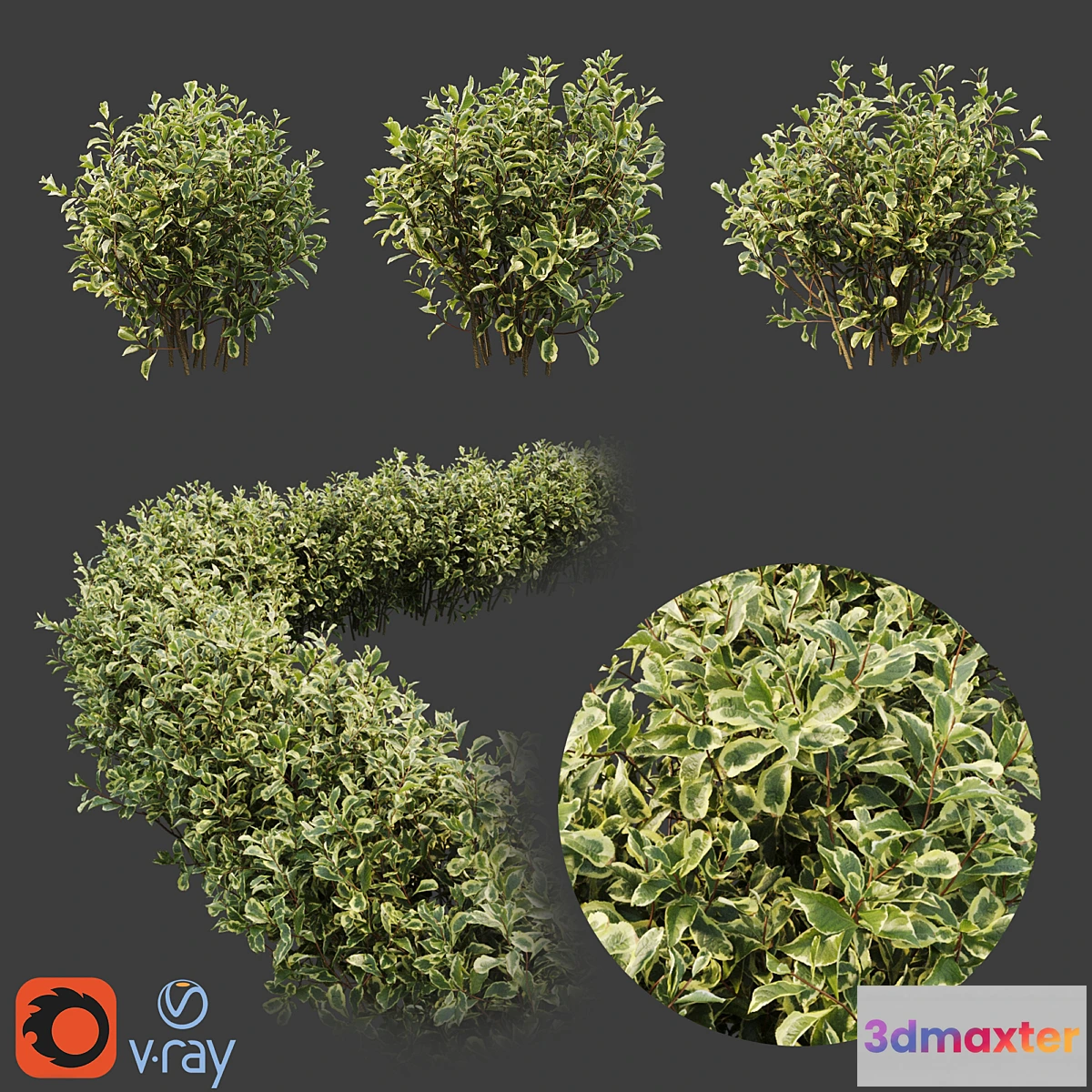 1435928 - Weigela florida 3D Max