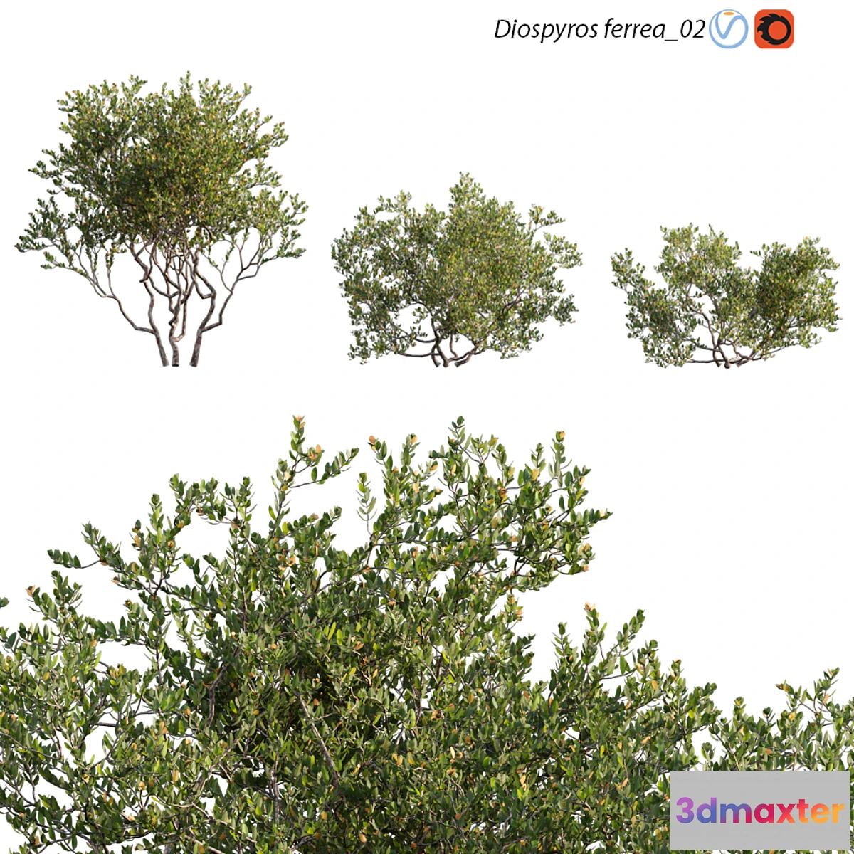 1436152 - Diospyros ferrea_02 3D Max