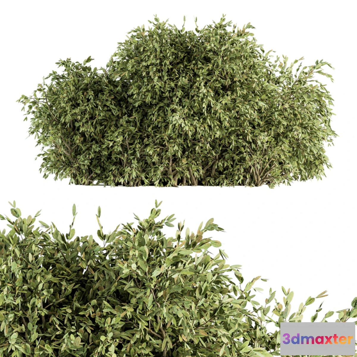 1437738 - Ficuss Bush - Bush Set 13 3D Max