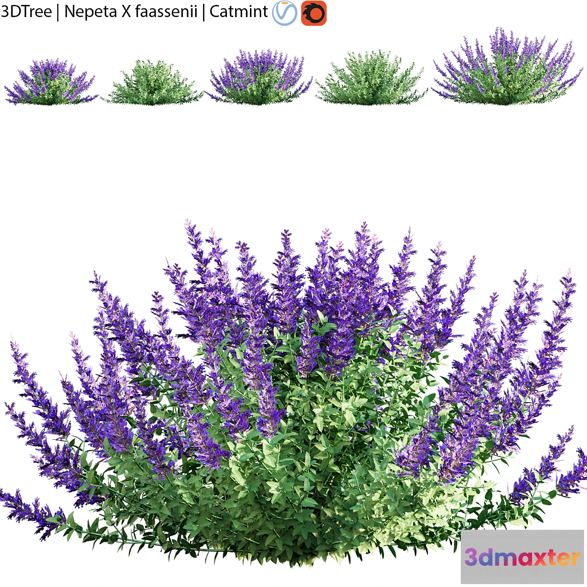 1437842 - Nepeta faassenii  Catmint 3D Max