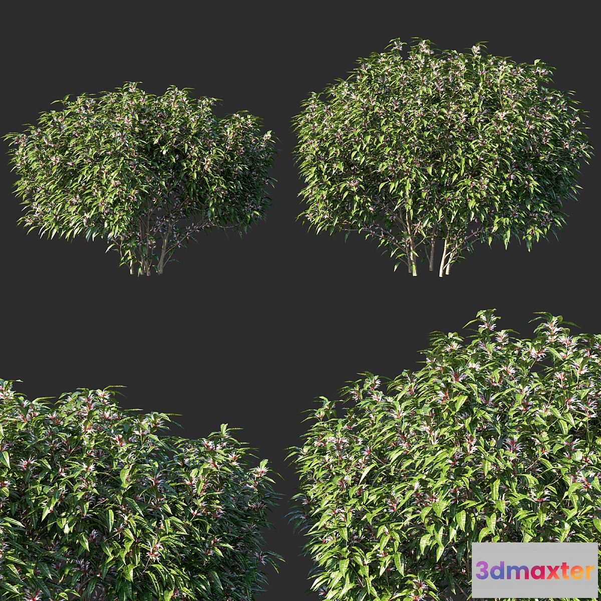 1438696 - Sarcococca hookeriana Tree 02 3D Max