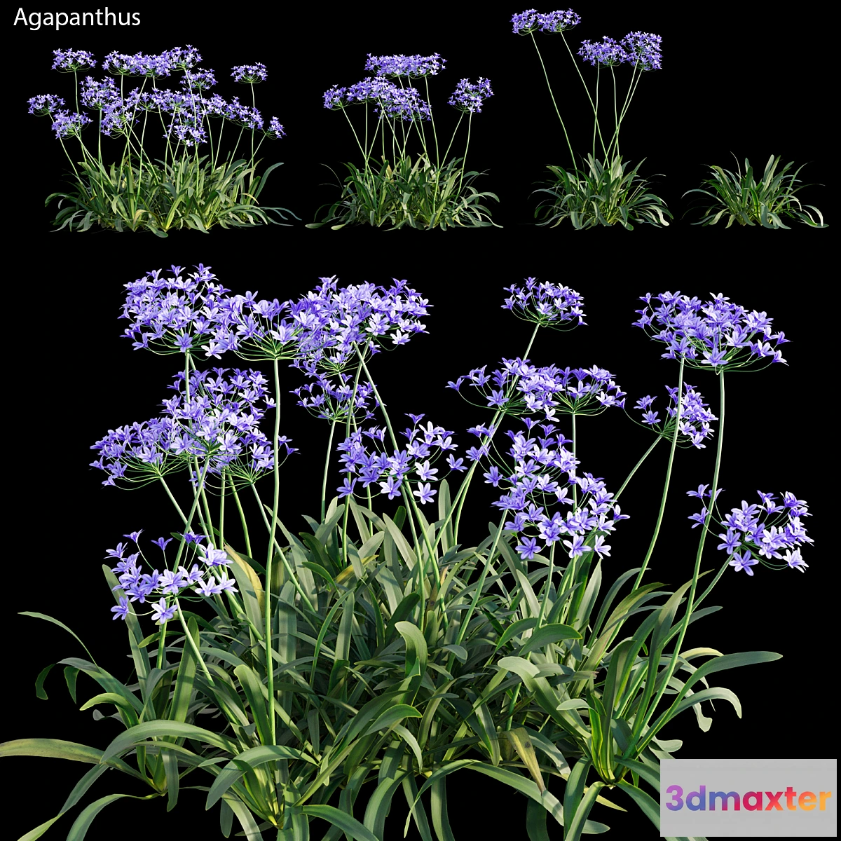 1440414 - Agapanthus 03 3D Max