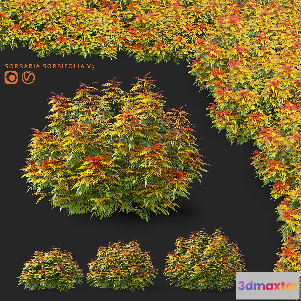 1442066 - Fieldfare bushes  Sorbaria sorbifolia v3 3D Max