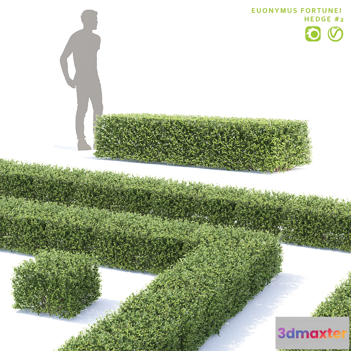 1442204 - Fortune euonymus. Hedgerow  Euonymus fortunei # 2 3D Max