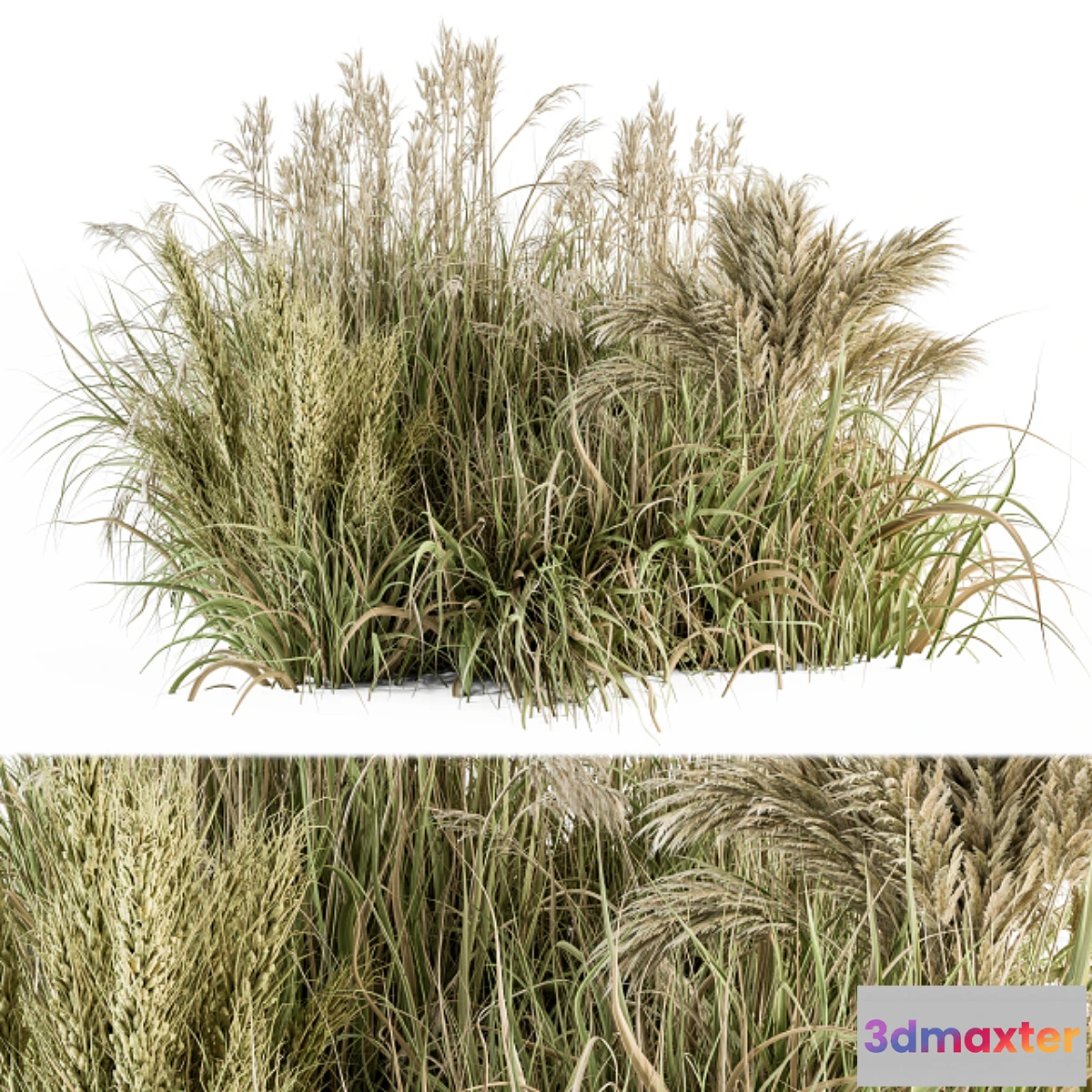 1442570 - Pampas Bush Dried and Fresh - Bush Set 54 3D Max