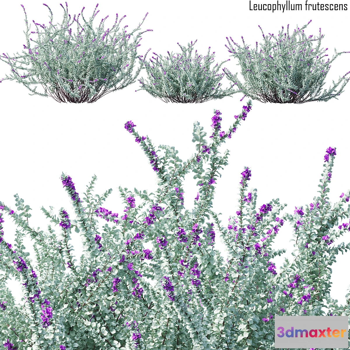 1443640 - Heavenly cloud sage  Leucophyllum frutescens # 2 3D Max