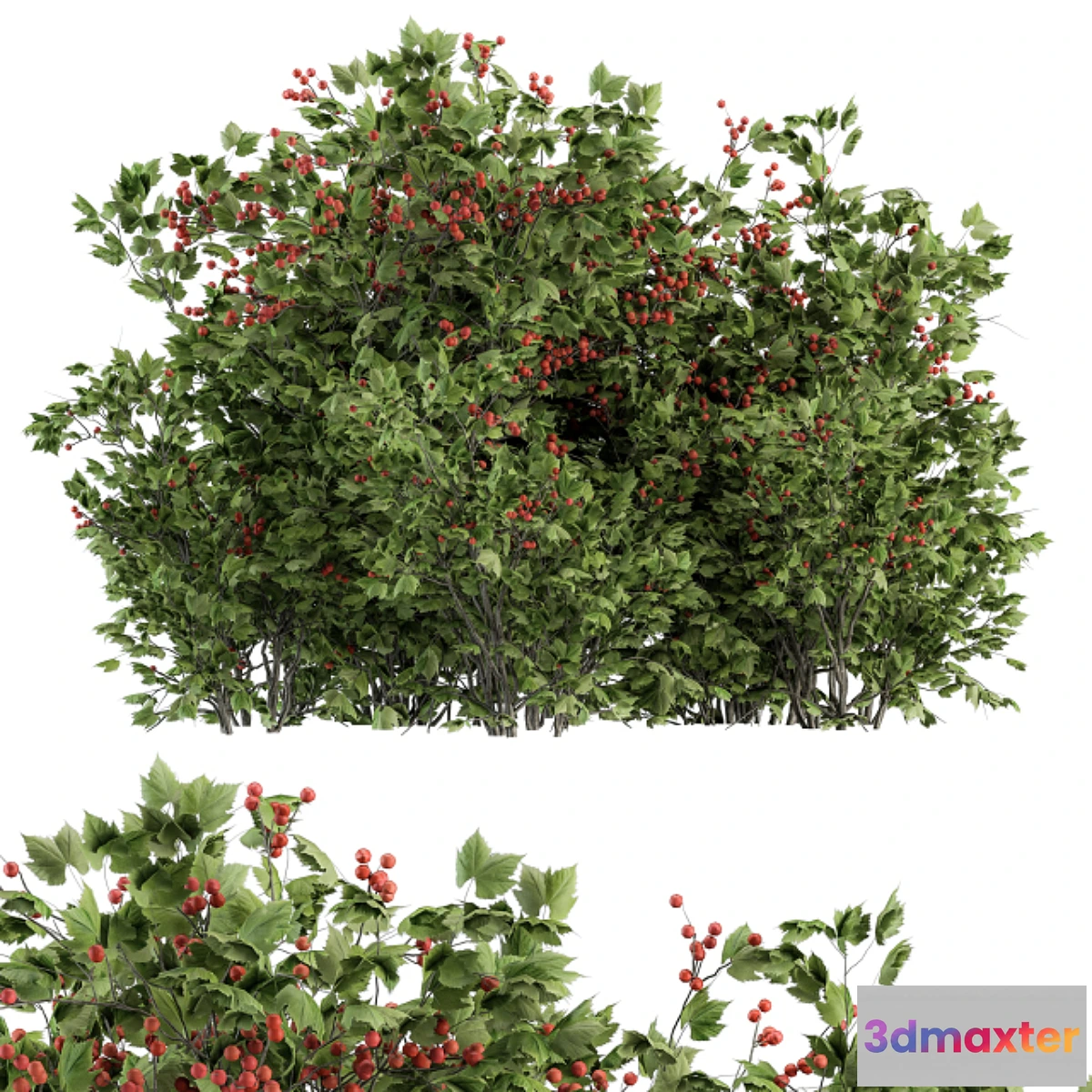 1444532 - Berry Bush - Bush Set 17 3D Max