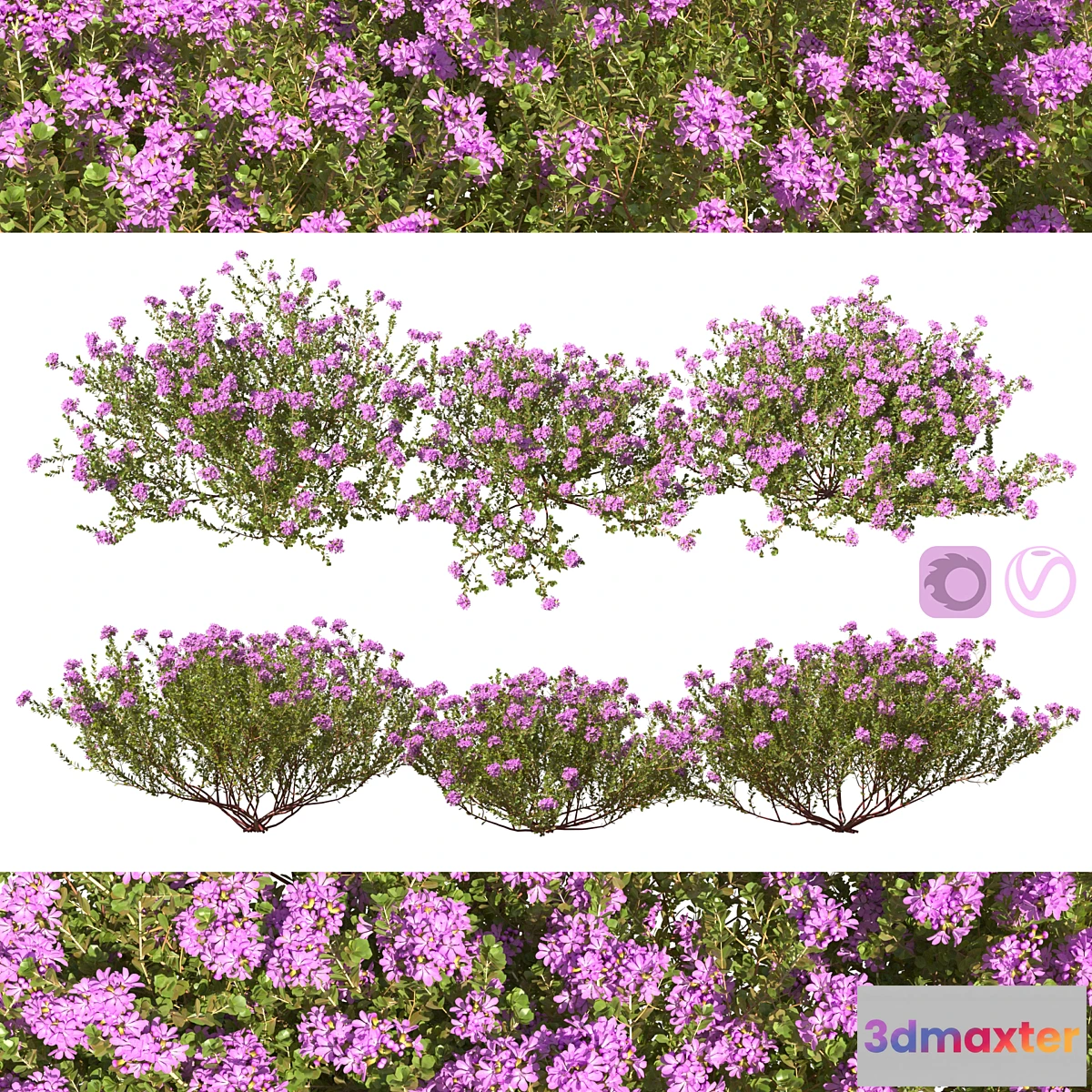 1445454 - Thymus vulgaris 3D Max
