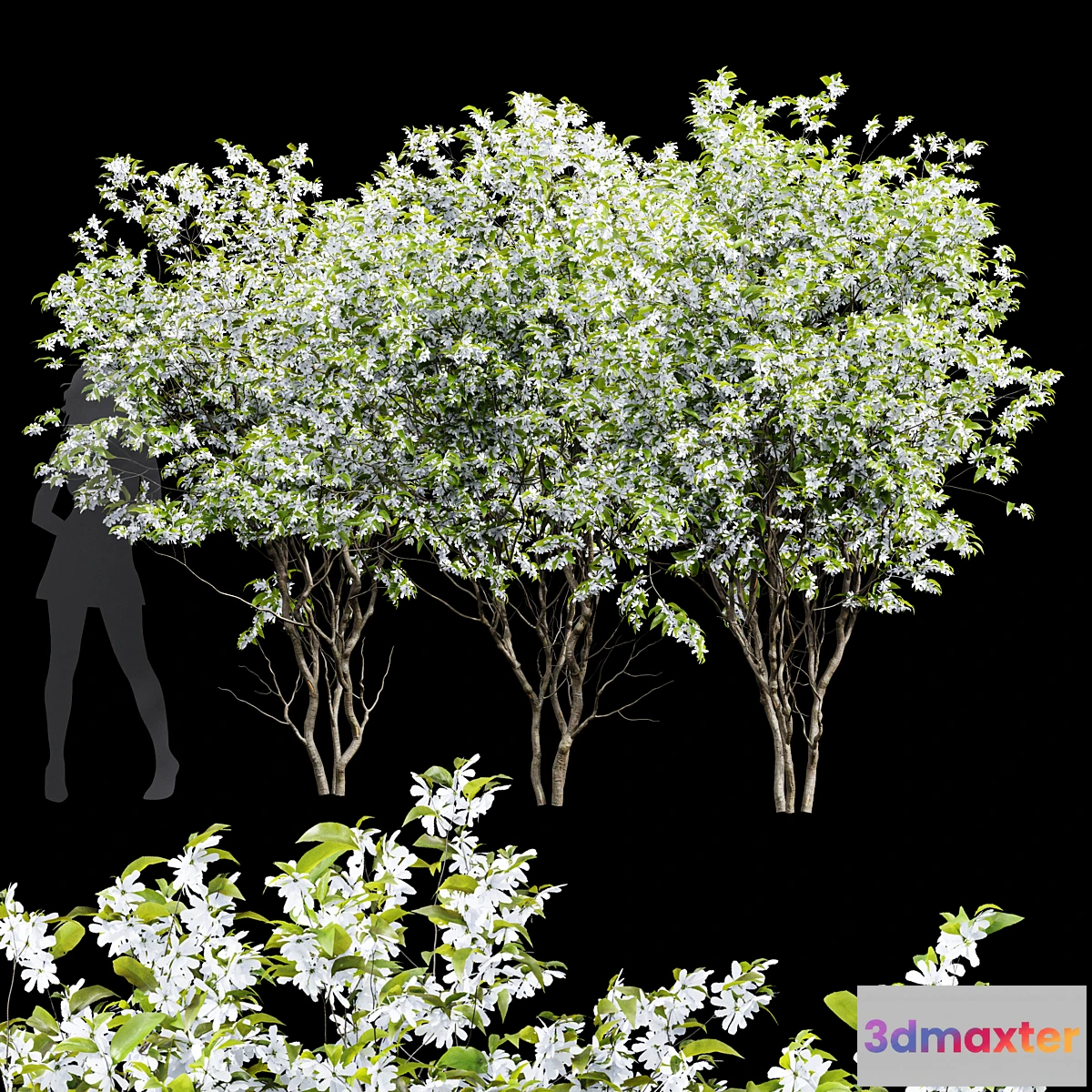 1445946 - New Tree High Detail Amelanchier Lamarckii3 3D Max