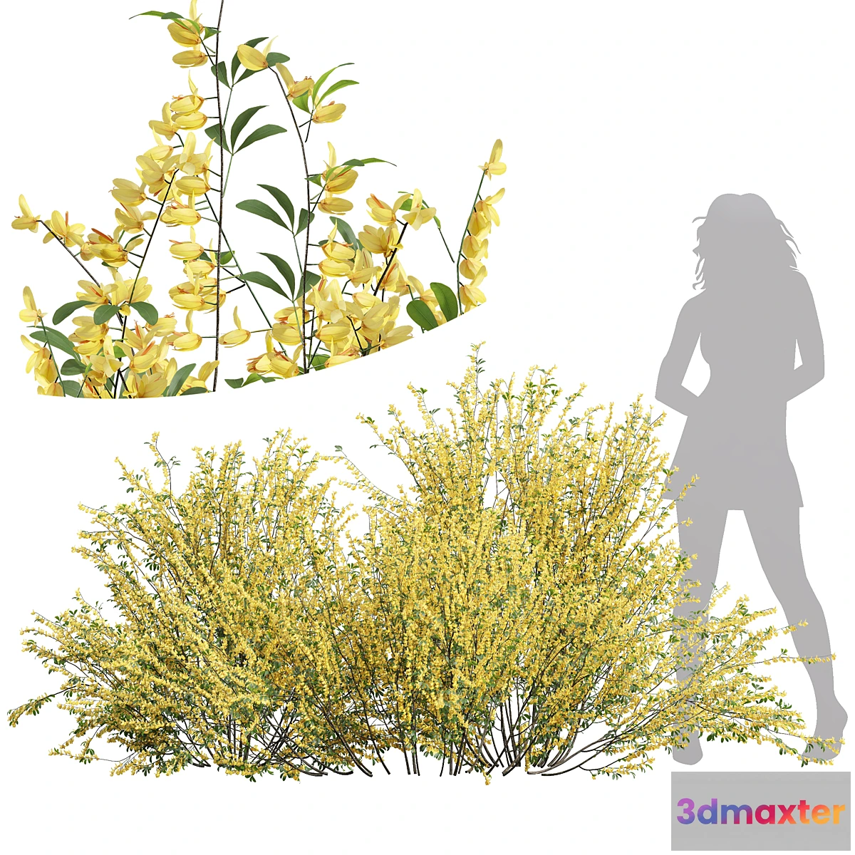 1448216 - New Plant High detail Cytisus scoparius 3D Max