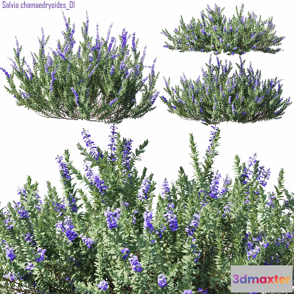 1448268 - Salvia chamaedryoides 01 3D Max