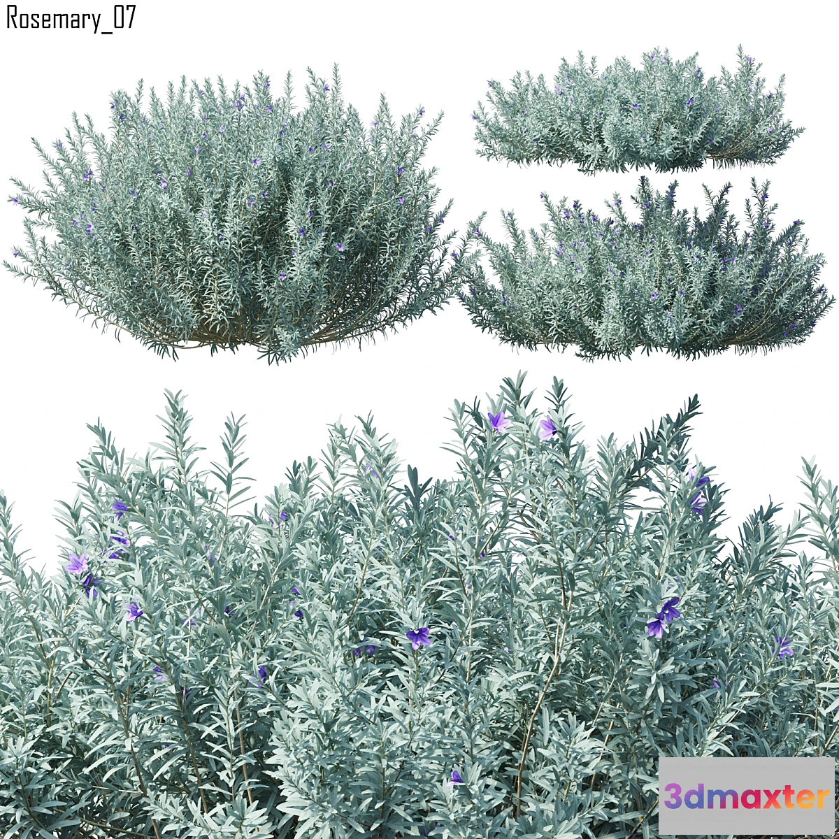 1448646 - Rosmarinus  Rosemary # 7 (3 Model) 3D Max