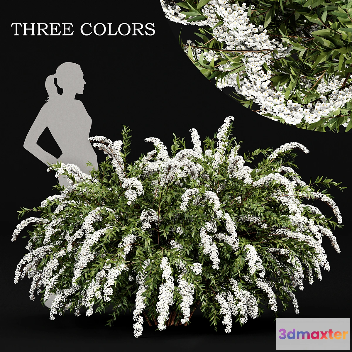 1448696 - Spiraea cinerea 3 Material Grefsheim flowering shrub 3D Max