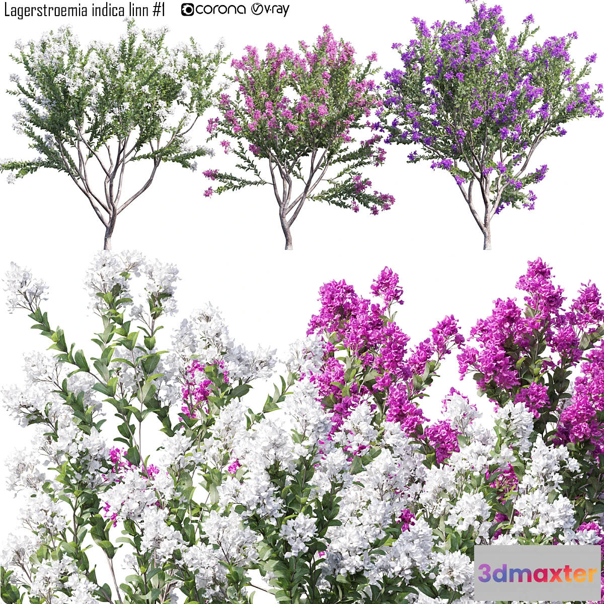 1450362 - Lagerstroemia indica linn # 1 3D Max