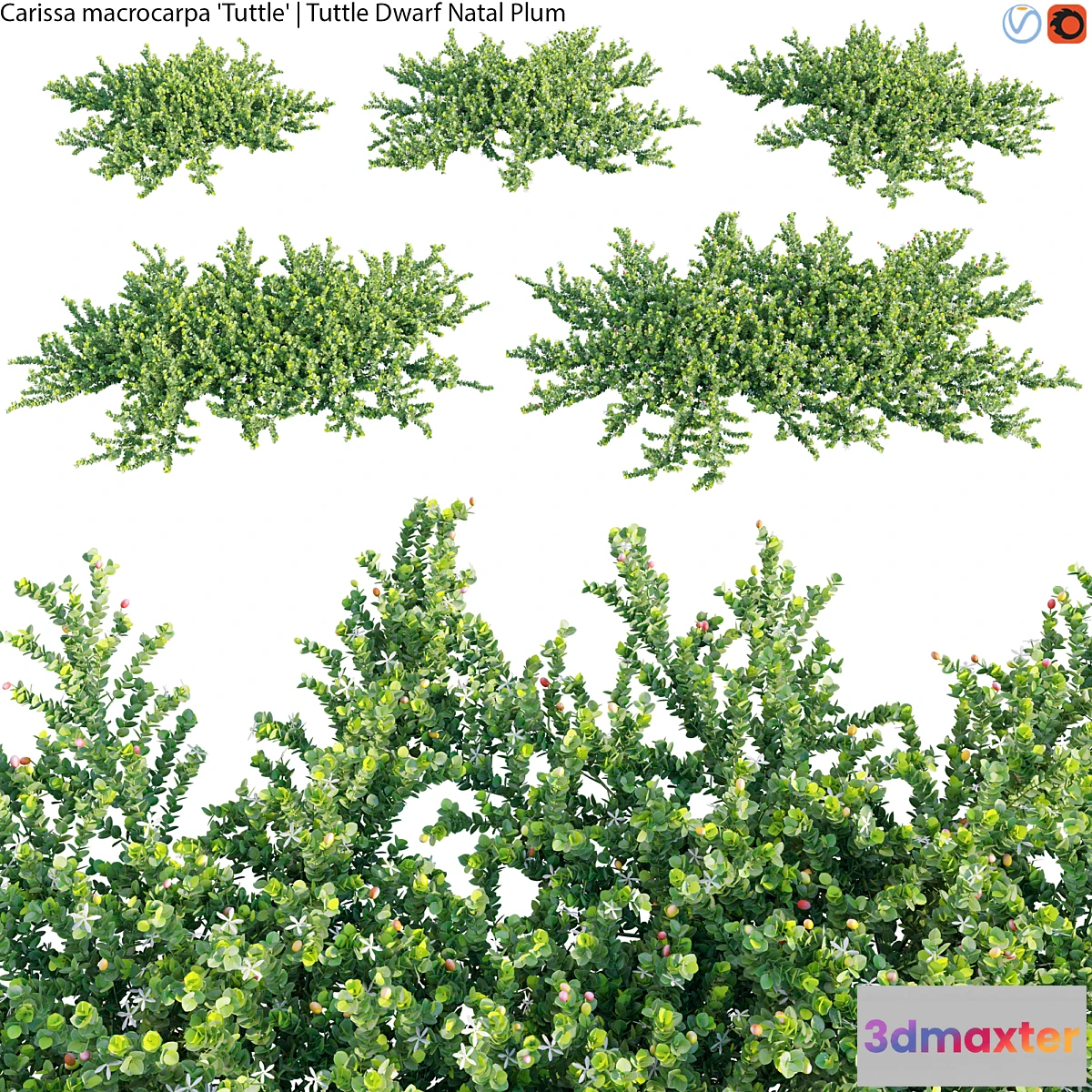 1450926 - Carissa macrocarpa - Tuttle Dwarf Natal Plum - 01 3D Max