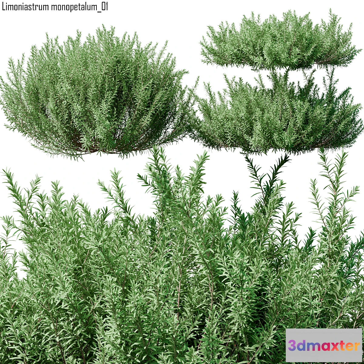 1454024 - Limoniastrum monopetalum 01 3D Max