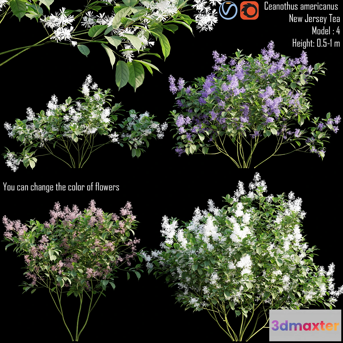 1454498 - Ceanothus americanus  New Jersey Tea # 1 3D Max