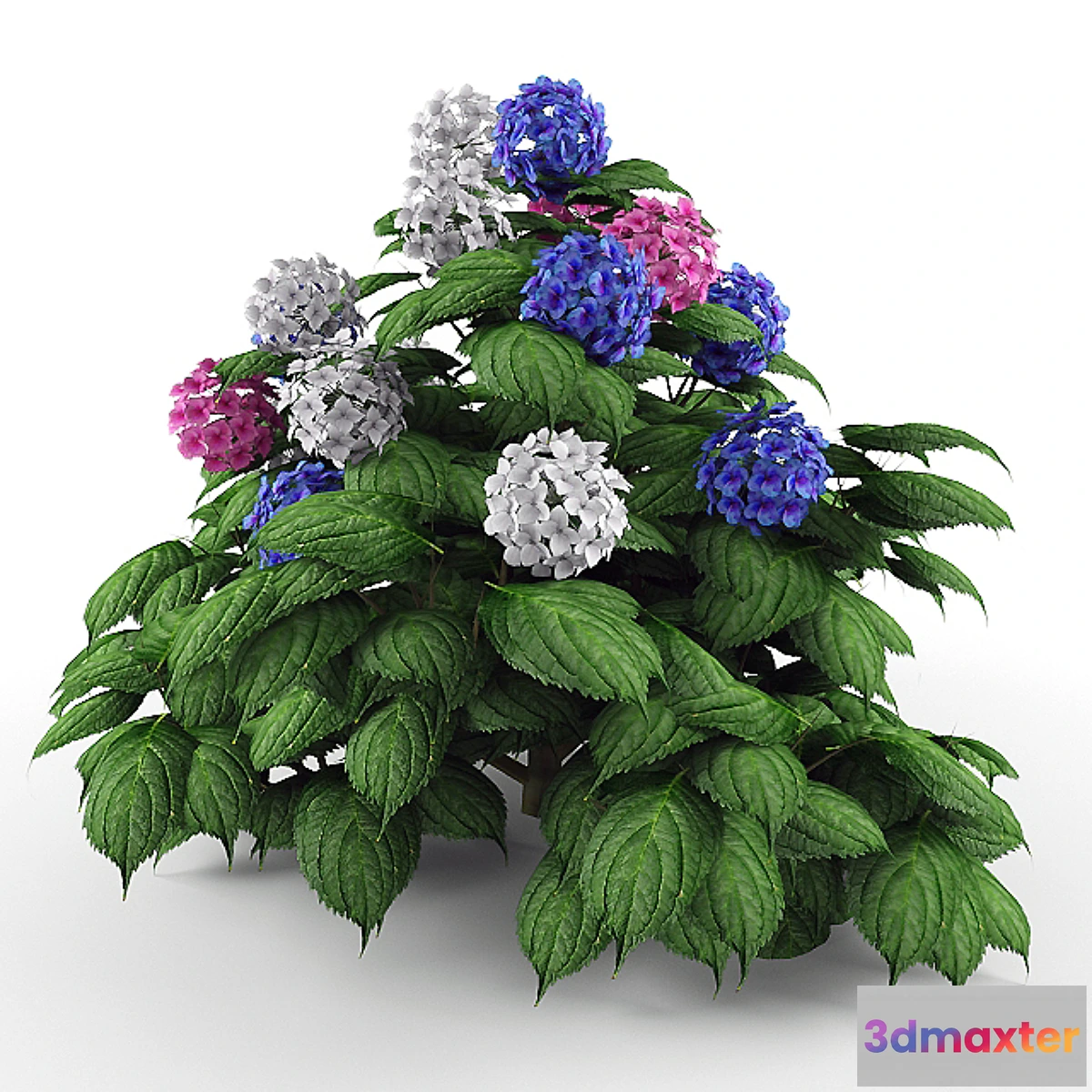 1455270 - Bush Hydrangea 3D Max