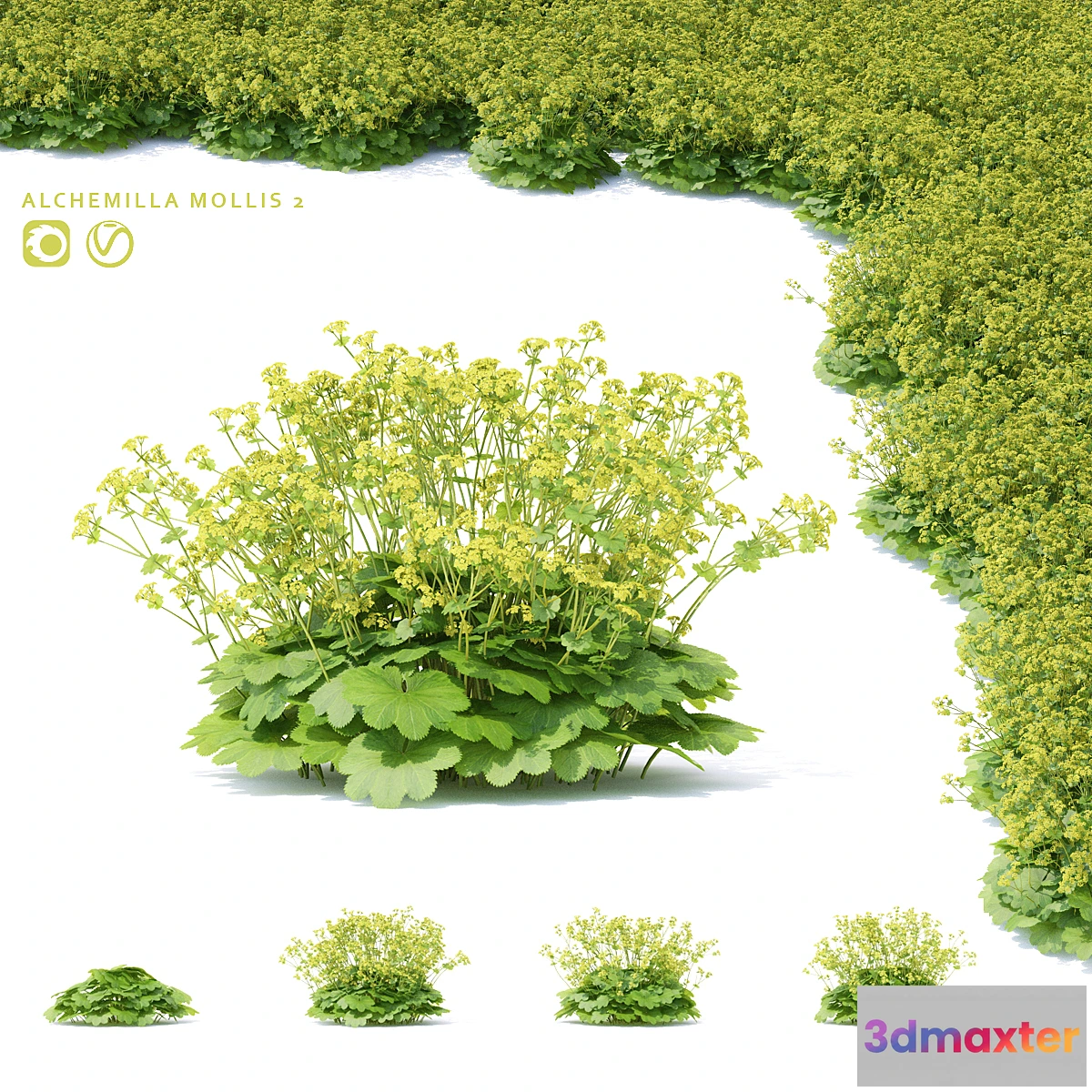 1457864 - Soft flowers cuff  Alchemilla mollis 2 3D Max